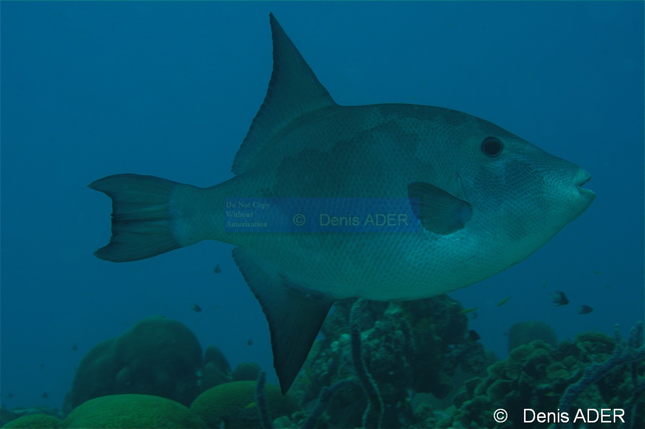 Canthidermis sufflamen Baliste oceanique-Bonaire Buddy reef-26m-20180219-Denis-ADER-DSC_6929_tn.jpg